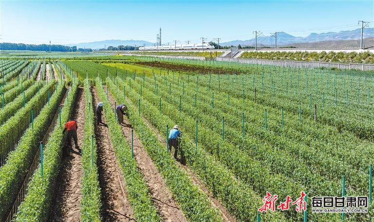 【图片新闻】天祝县华藏寺镇高原夏菜进入采摘期 农户抓紧采收