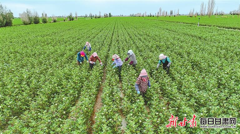 【图片新闻】金塔:棉农正给棉花打顶