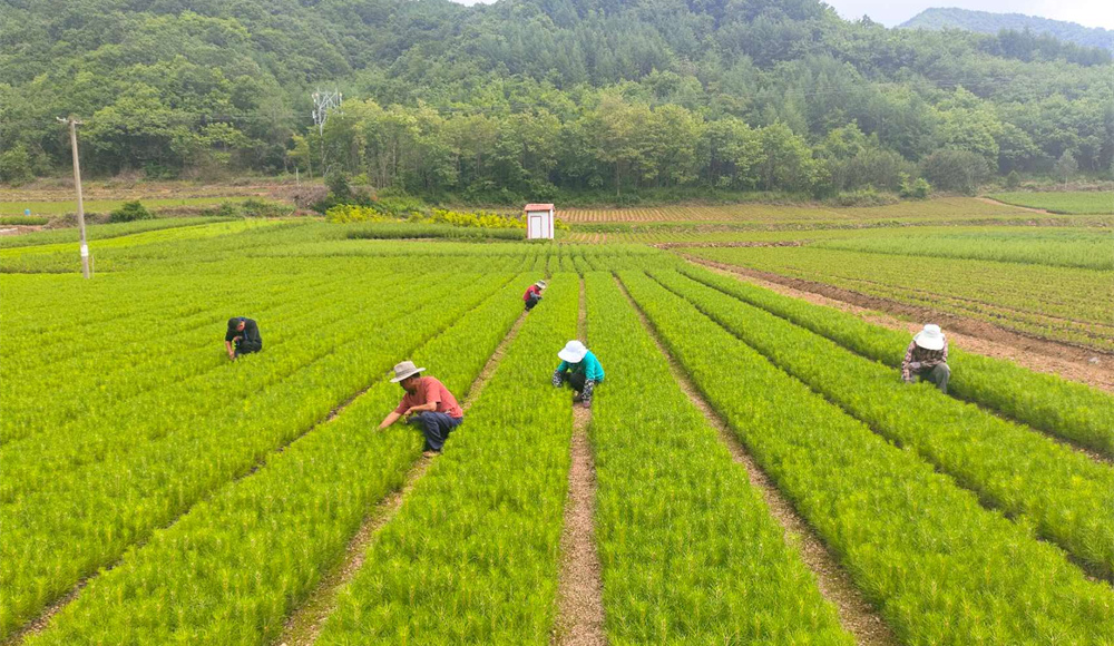 徽县绿色产业绘就乡村富民新图景