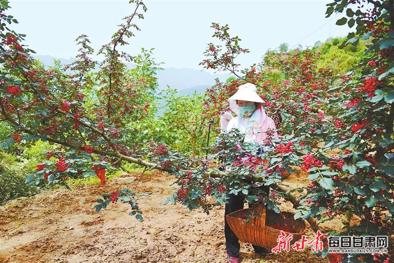 【图片新闻】西和县大桥镇万亩花椒进入集中采摘期