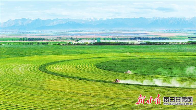【图片新闻】甘肃农垦亚盛田园牧歌草业集团张掖苜蓿种植基地 工人收割苜蓿