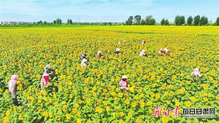 【图片新闻】张掖市甘州区长安镇五座桥村制种葵花盛开