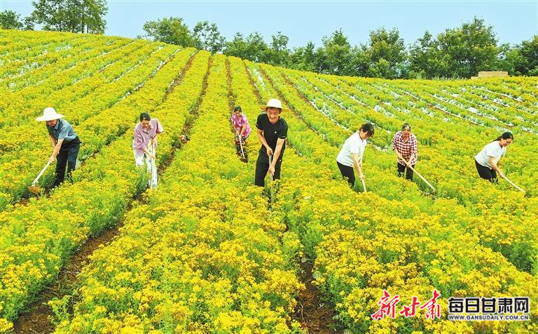 【图片新闻】务工人员在康县白杨镇朱家沟村种植基地管护中药材