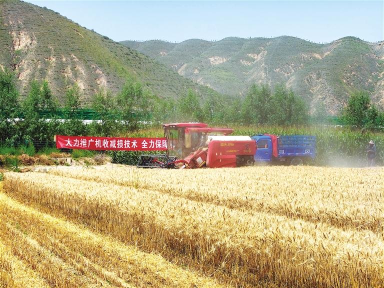 抢抓晴好忙归仓 精准护航保丰收 兰州市“三夏”机收作业正当时