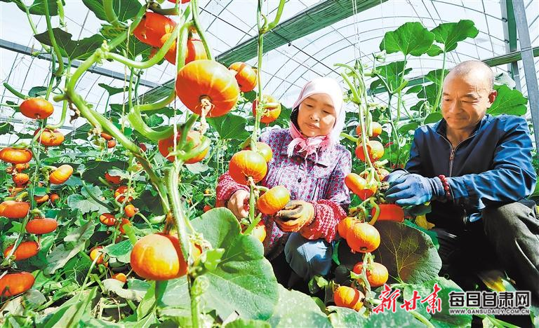 【图片新闻】张掖:种植户正在采摘南瓜
