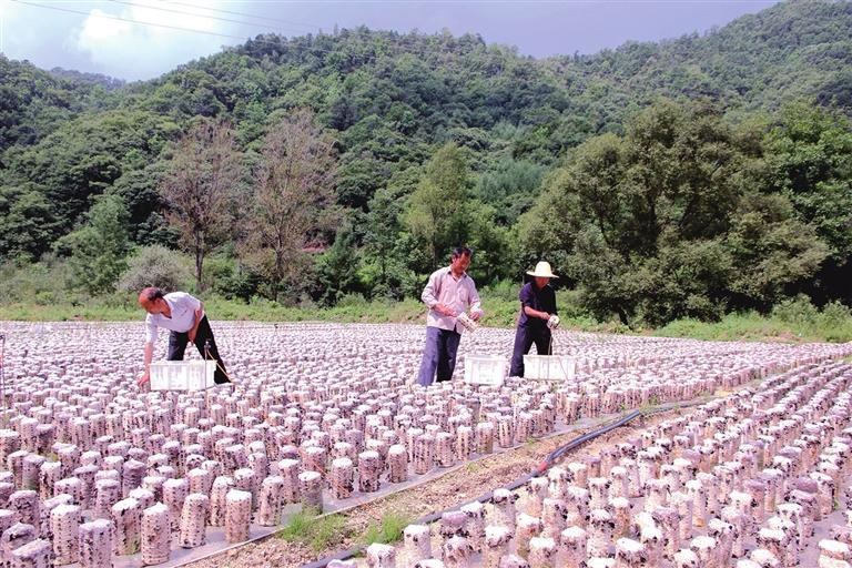 徽县：小菌菇撑起致富伞