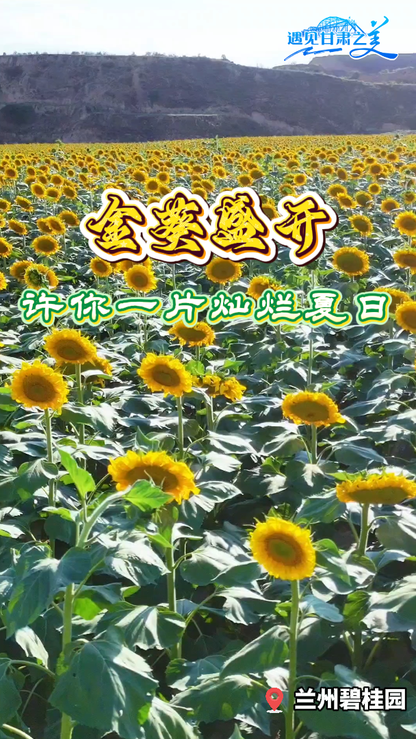 ���ʢ�� ����һƬ��������