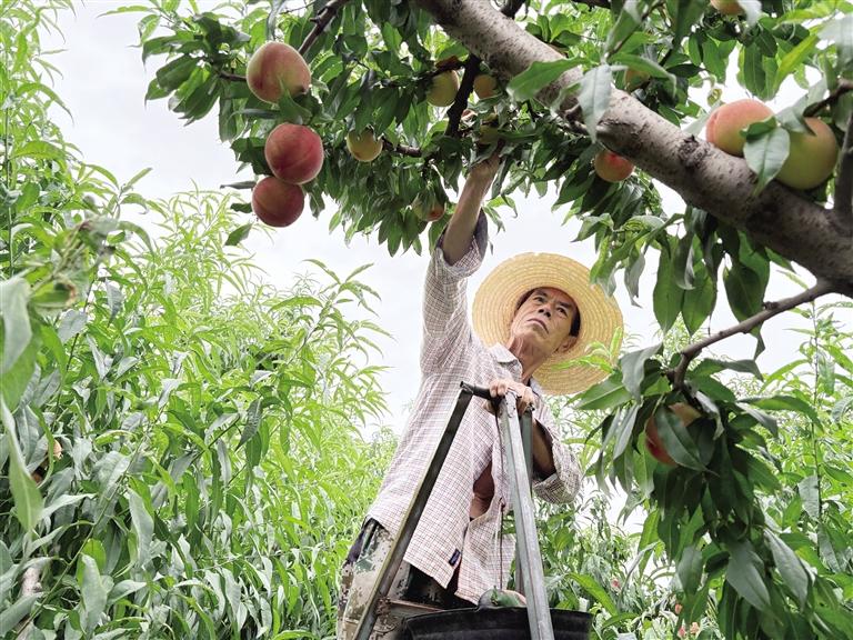果香漫桃乡 丰产销路畅 兰州安宁白凤桃全面上市香飘全国