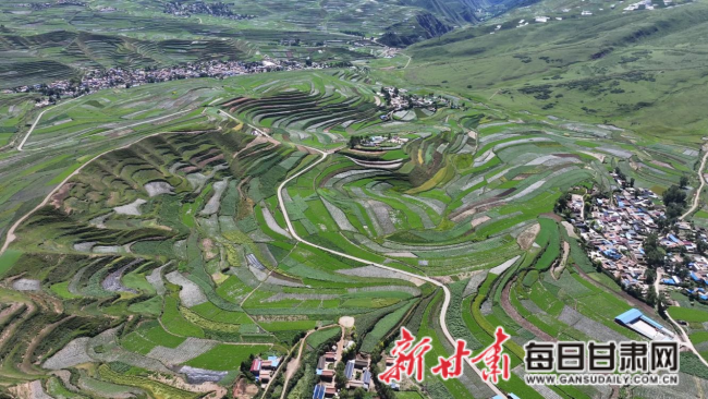 漳县以道地药材激活县域发展新动能