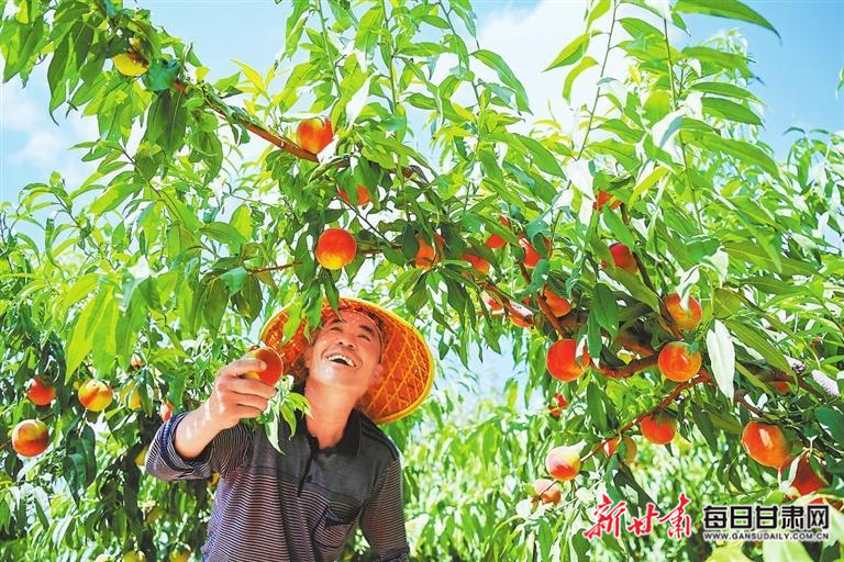 【图片新闻】靖远县刘川镇南山尾村千亩桃园进入采摘季