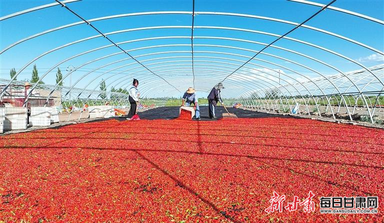 【图片新闻】金塔：种植户晾晒有机枸杞
