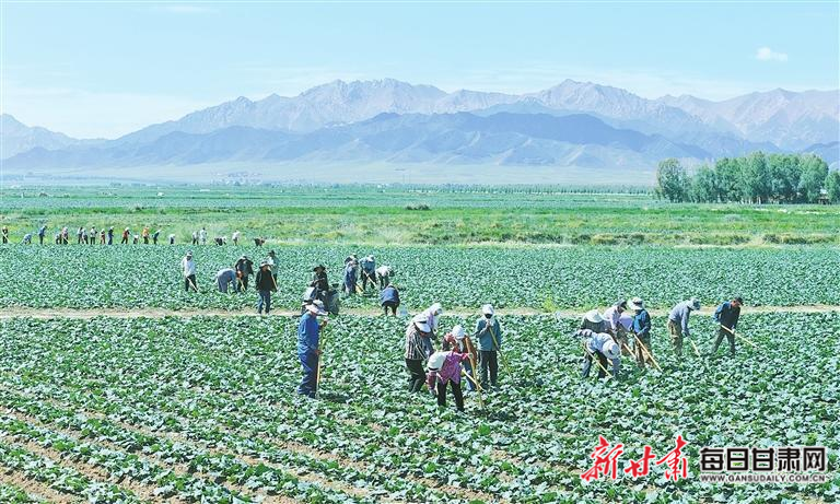 【图片新闻】民乐：菜农开展除草管护作业