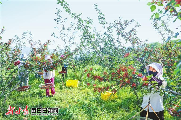 【图片新闻】秦安:花椒进入集中采摘期