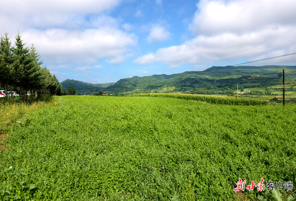 渭源:高质量打造道地中药材产业新高地