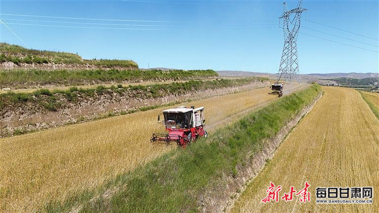 【图片新闻】环县全力开展小麦收割工作