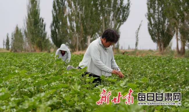 金塔棉花产业解锁富民新密码