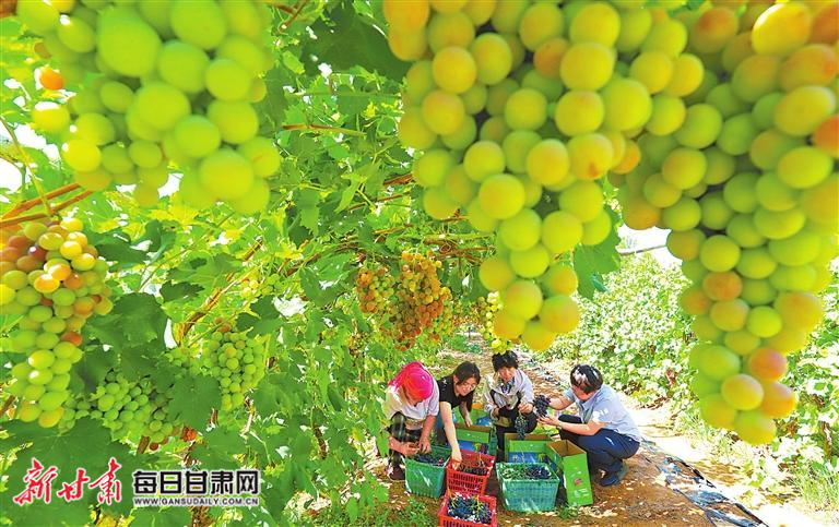 【图片新闻】临泽县板桥镇早熟品种葡萄进入成熟采摘期