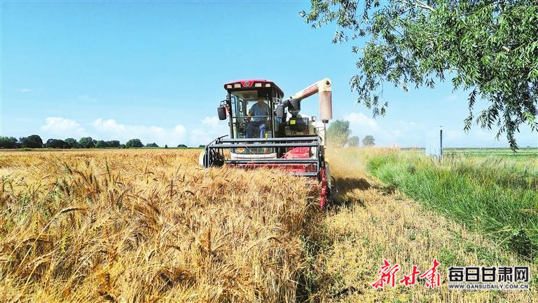 【图片新闻】临洮县新添镇大营坪村 农机手驾驶联合收割机收获小麦