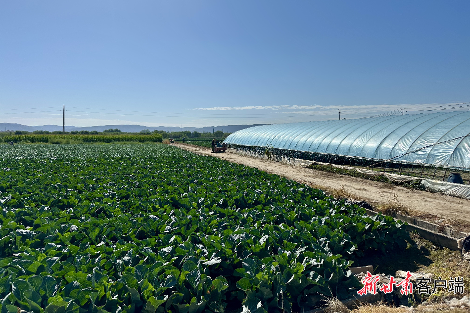 【强县域 促提升】从一方沃野到万家餐桌——榆中县高原夏菜的产业振兴之路