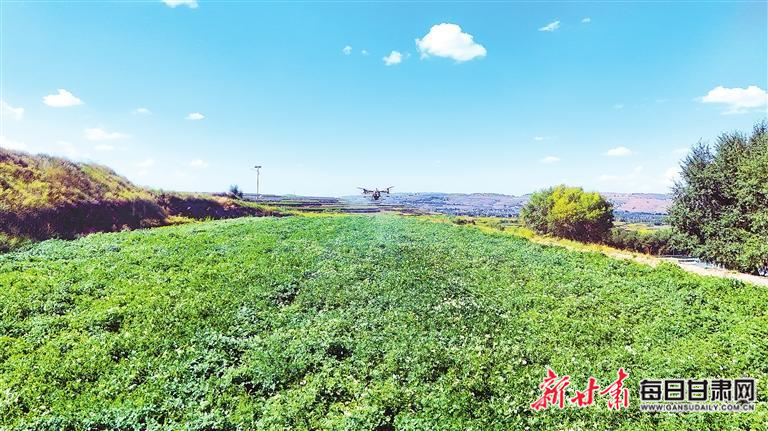 【图片新闻】定西市安定区抢抓马铃薯生长关键期 开展植保无人机病虫害统防统治作业