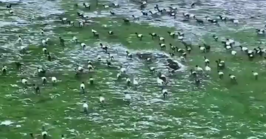 9�µ����ʲ�ԭ��ѩ�׷�