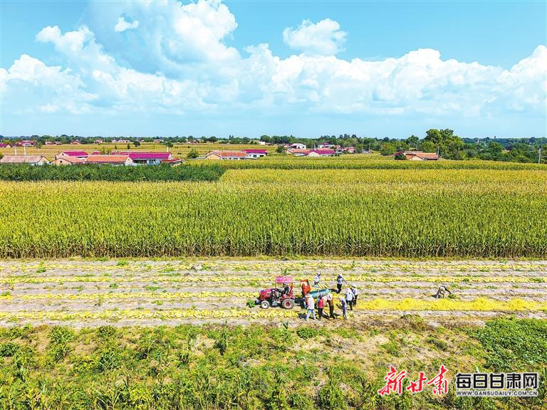 【图片新闻】合水县农户抢抓晴好天气采收白瓜子