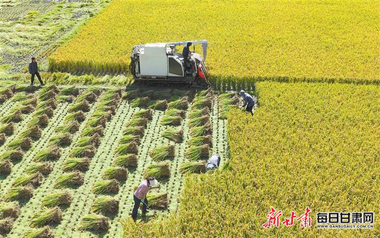 【奋进“十五五” 开局起好步】甘肃省秋粮收获接近半程 秋冬种开局良好