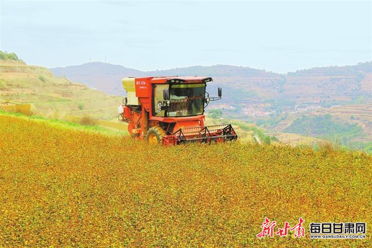 【图片新闻】静宁县种植的荞麦进入收获期