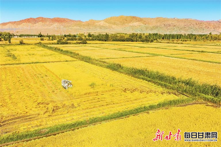 【图片新闻】张掖市甘州区乌江镇种植基地水稻成熟