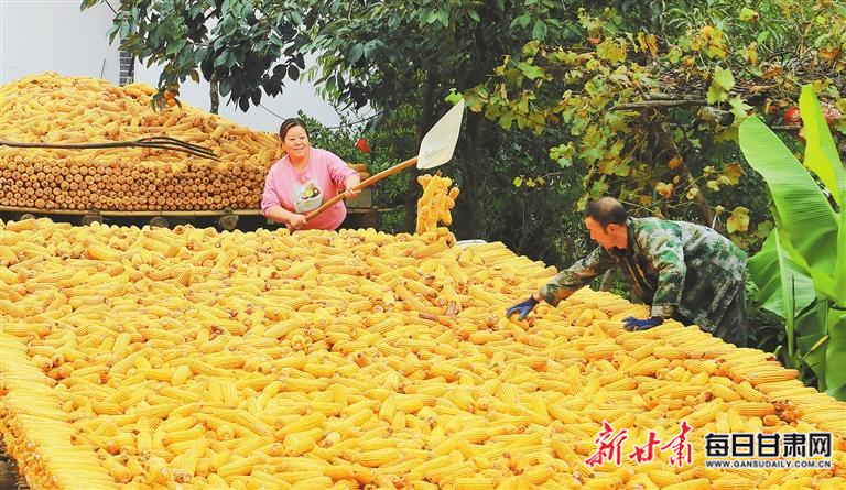 【图片新闻】徽县嘉陵镇高山区晚熟玉米喜获丰收