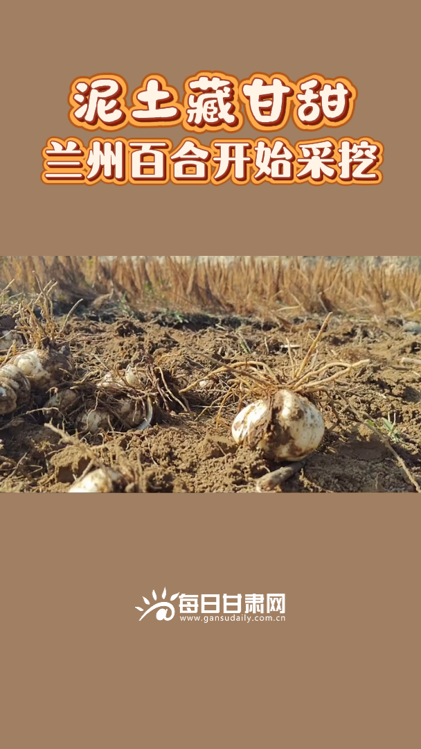 ���ݰٺϽ����������