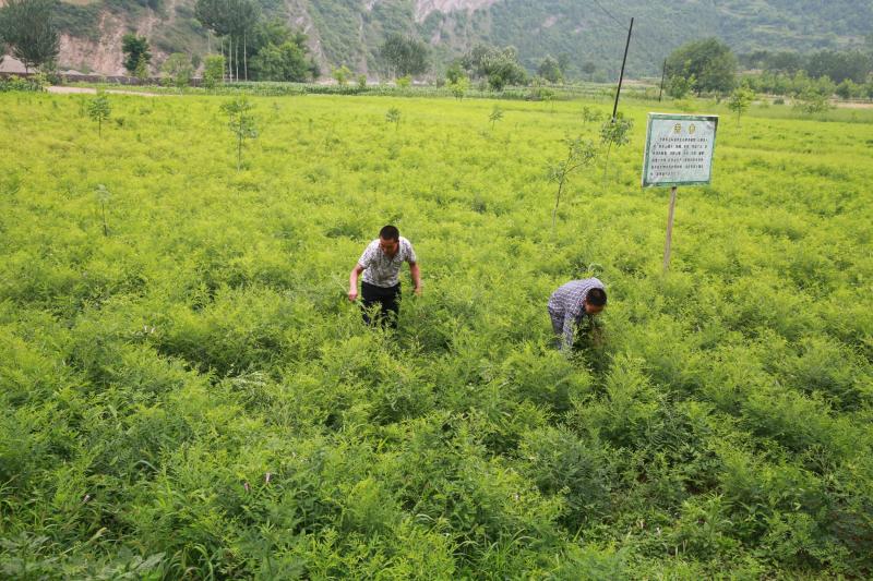   6月26日,成县镡河乡石榴村鑫园中药材种植合作社社员在为 苦参